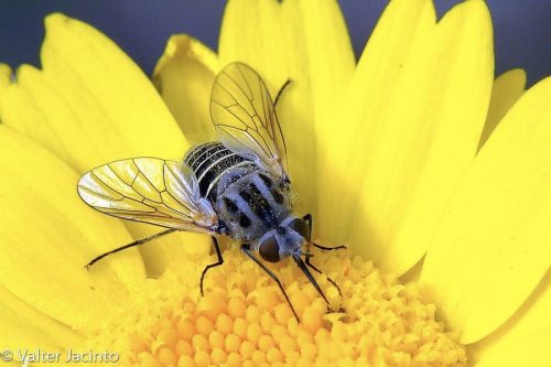 A pollinator fly on a yellow flower
