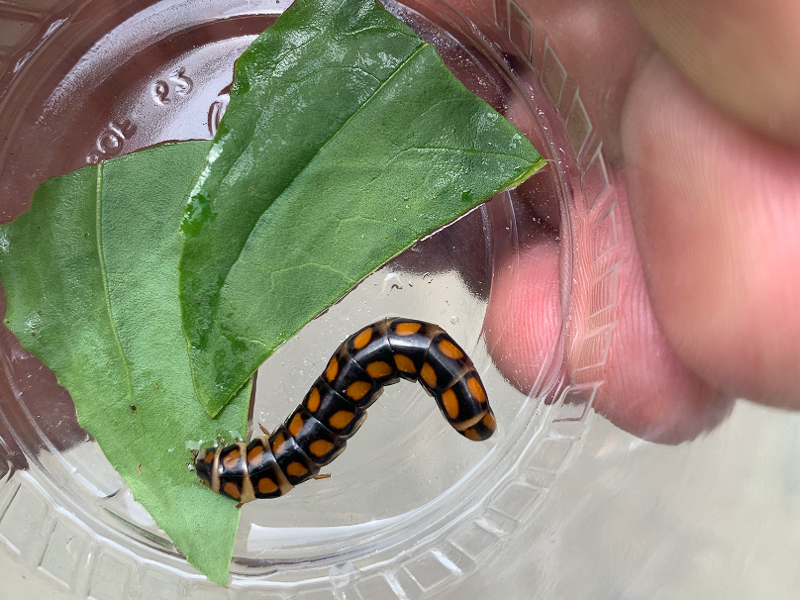 Glowworm beetle, Family Phengodidae 