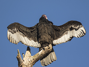 turkey vulture with spread wings perched on snag