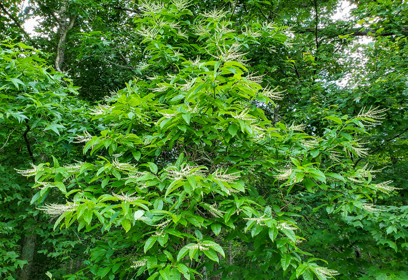 Sourwood tree in bloom