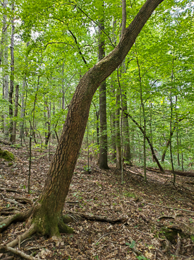 Leaning sourwood tree.