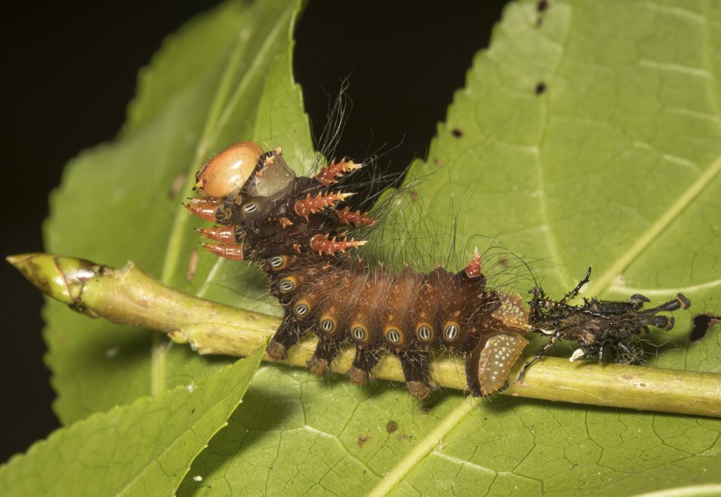 imperial caterpillar and shed skin