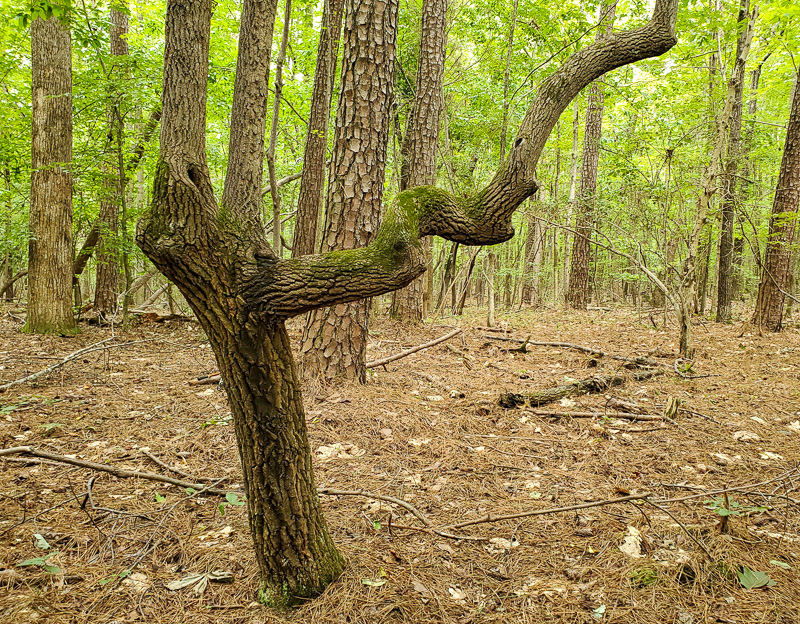 Sourwood with branching trunk.