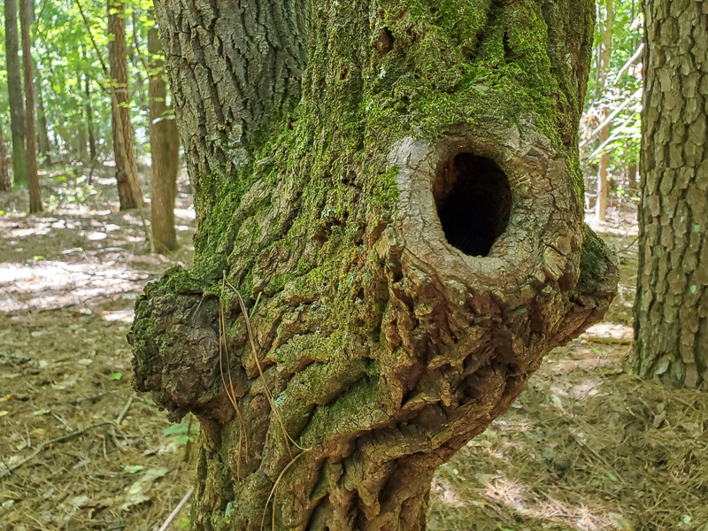 Sourwood with burr and knothole.