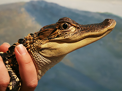 Juvenile alligator being held by a staff member.