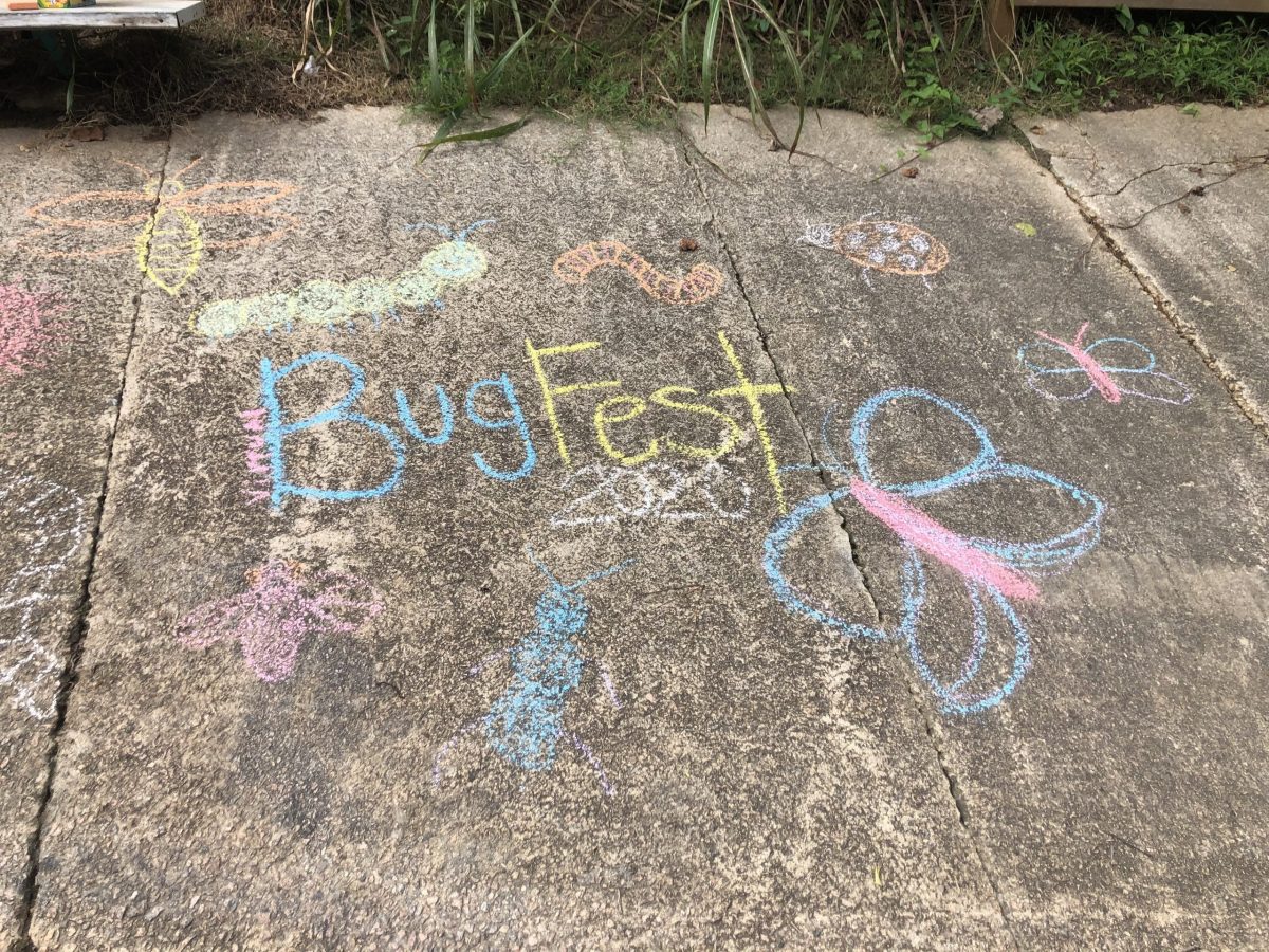Chalk BugFest and an assortment of chalk bugs