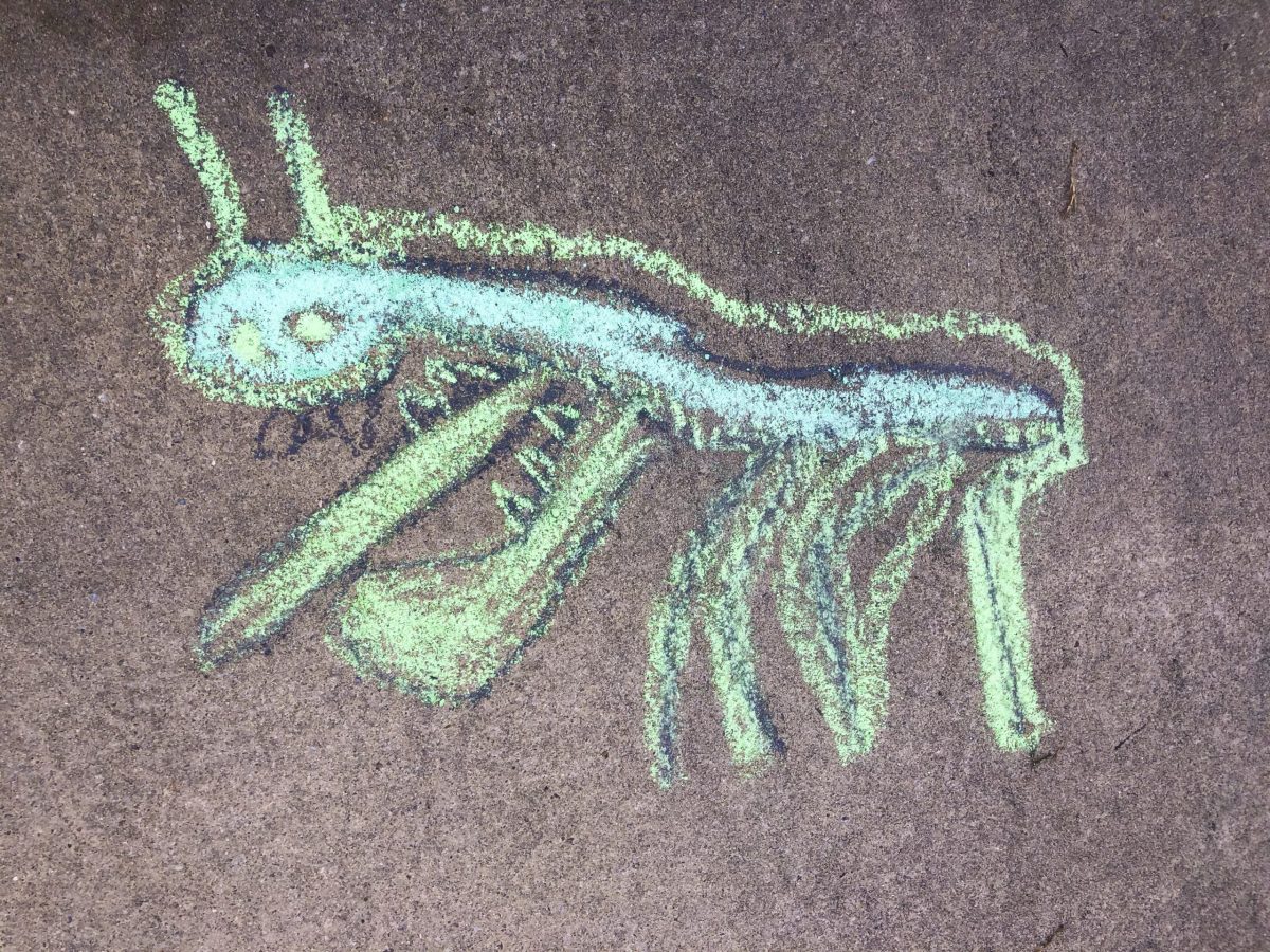 a child's chalk drawing of a praying mantis