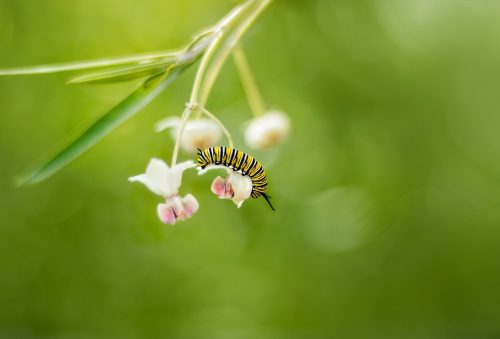 A monarch caterpillar