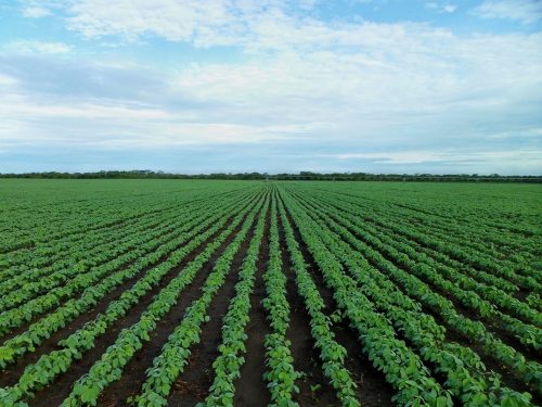 A soybean field