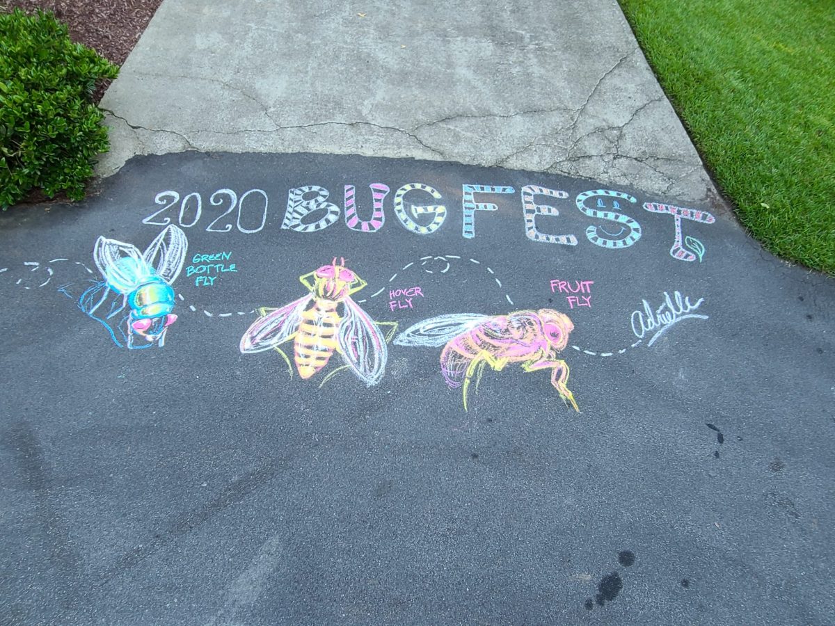 Three chalk flies for BugFest