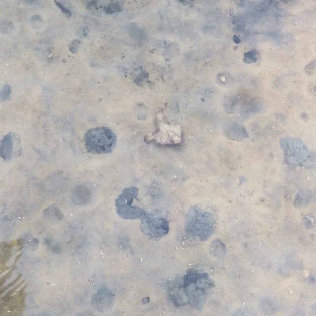 Photo submitted to Ask a Naturalist. This individual may be a Polka-dot Batfish (Ogcocephalus cubifrons) which is native to the waters of Florida.