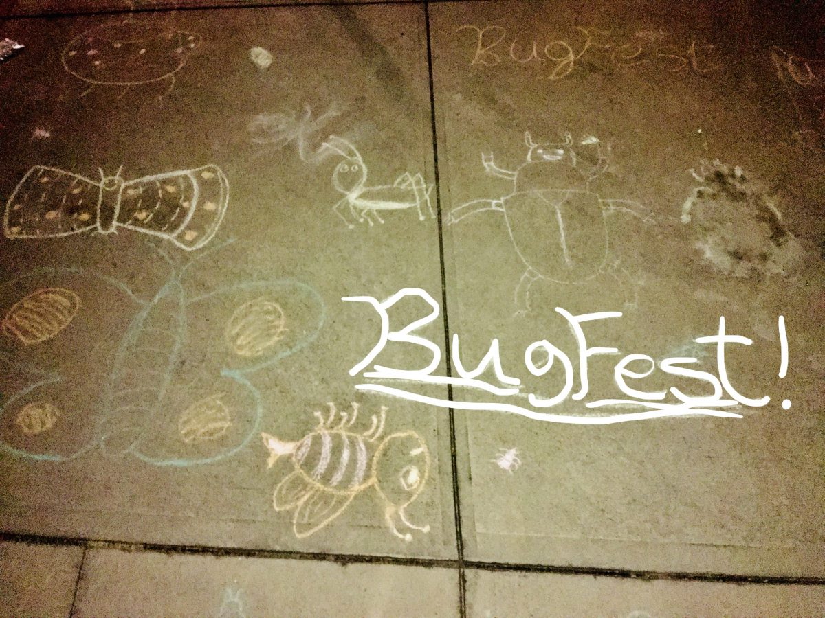 BugFest and bugs in sidewalk chalk