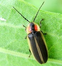 A firefly on a leaf