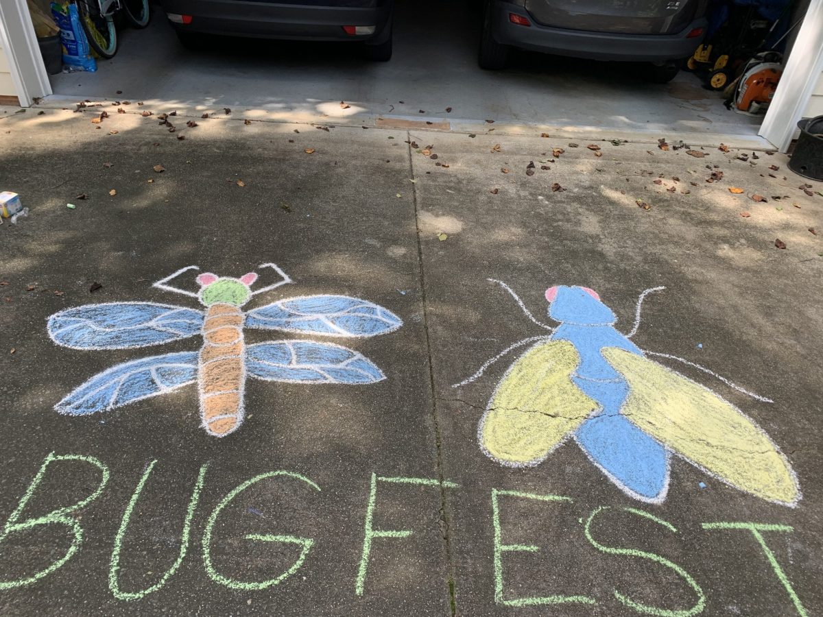 a chalk fly and dragonfly and bugfest