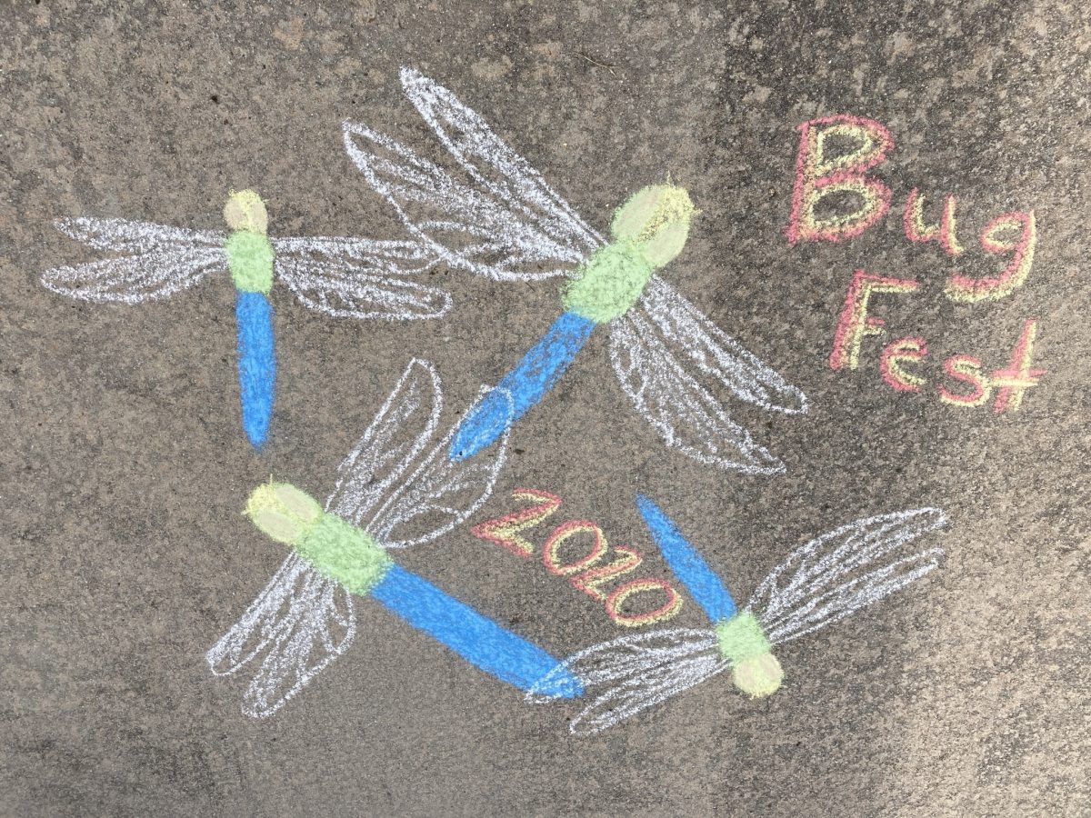 bugfest 2020 and three chalk dragonflies with blue bodies