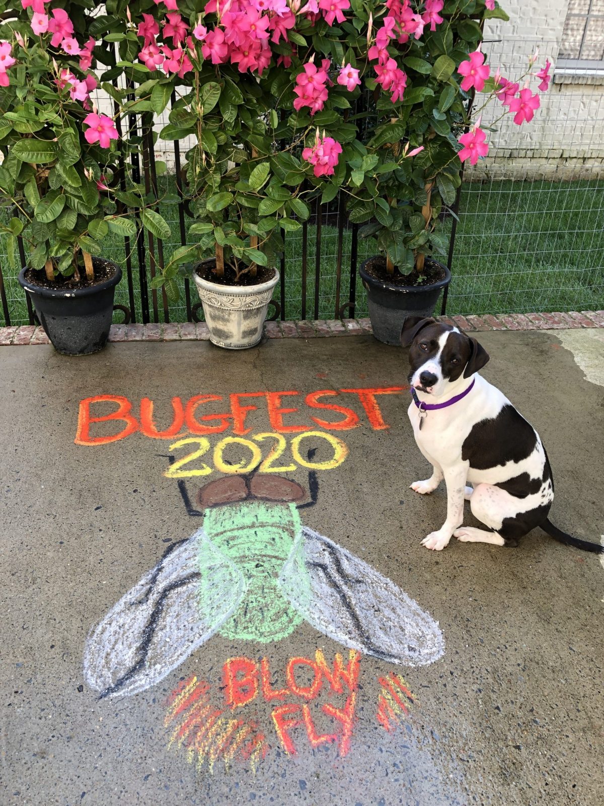 BugFest Fly in Chalk with pink flowers and a black and white dog