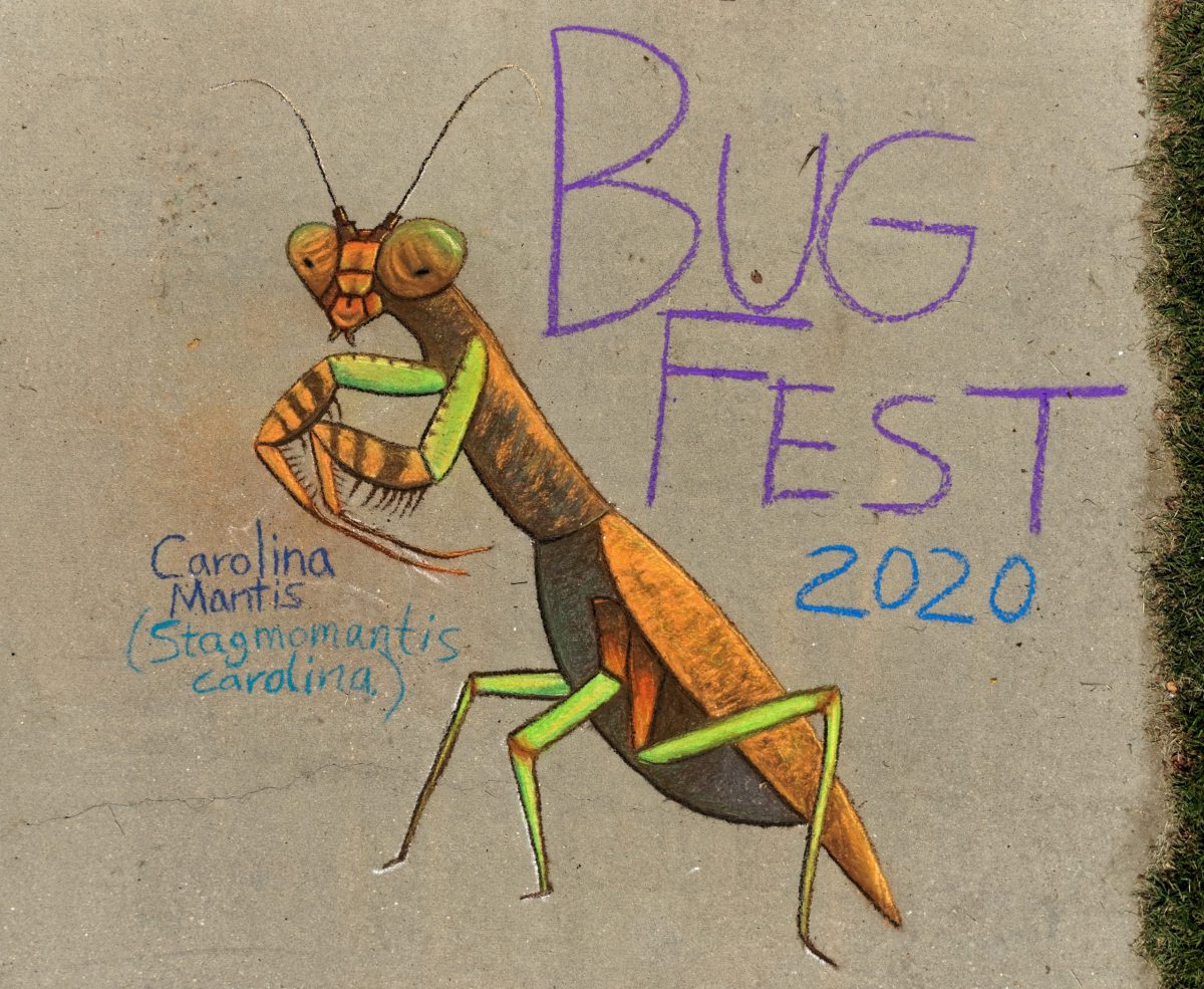 an amazing detailed carolina mantis chalky bugfest