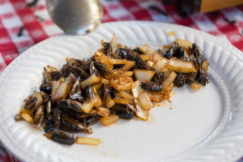 A dish of crickets