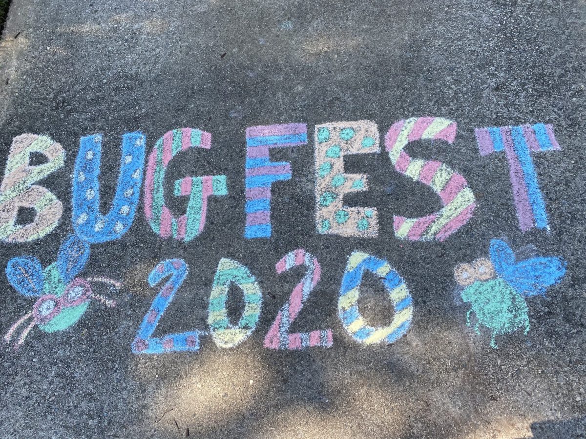 BugFest 2020 in Chalk