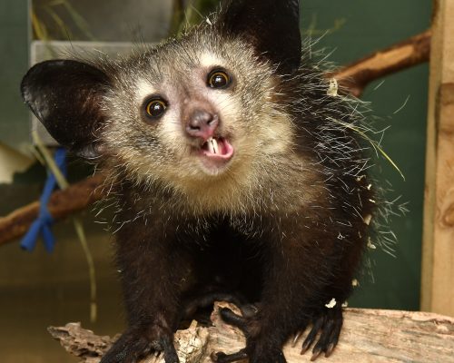 Agatha the Aye-Aye Lemur looking at camera