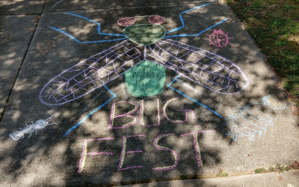 BugFest and a Fly out of chalk