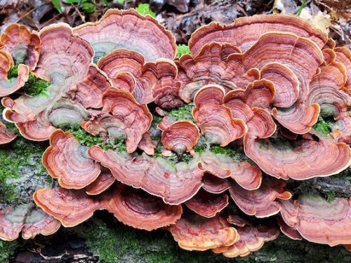 Nature Now! Magical Mushrooms