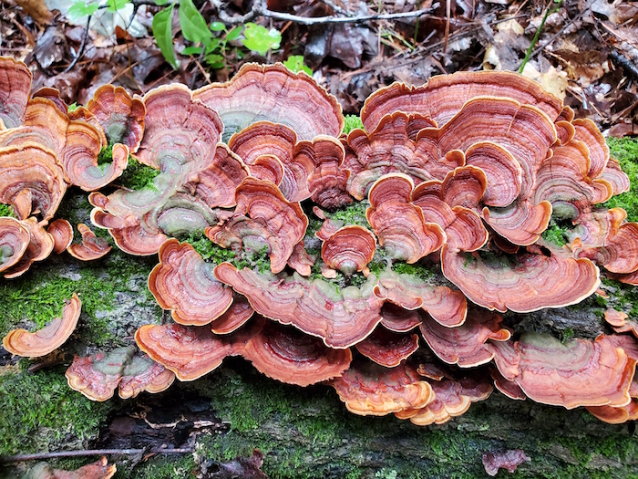 Fanned mushrooms on a log.
