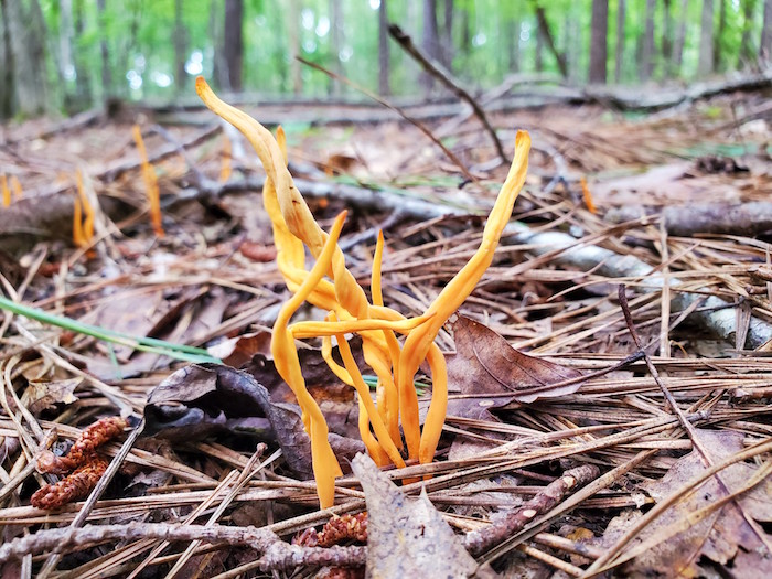 Long, winding mushrooms pop out of the forest floor.