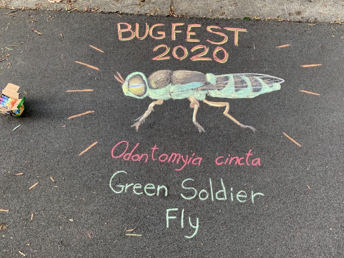 BugFest Green Soldier Fly out of chalk