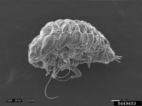 A wooly adelgid magnifed