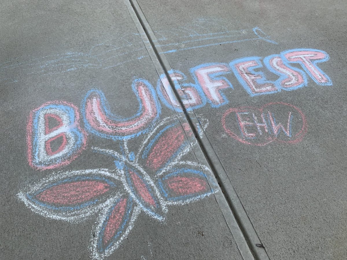 A chalk bugfest with a butterfly