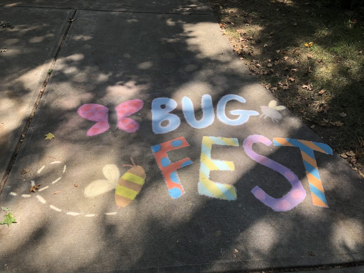BugFest in chalk with butterflies