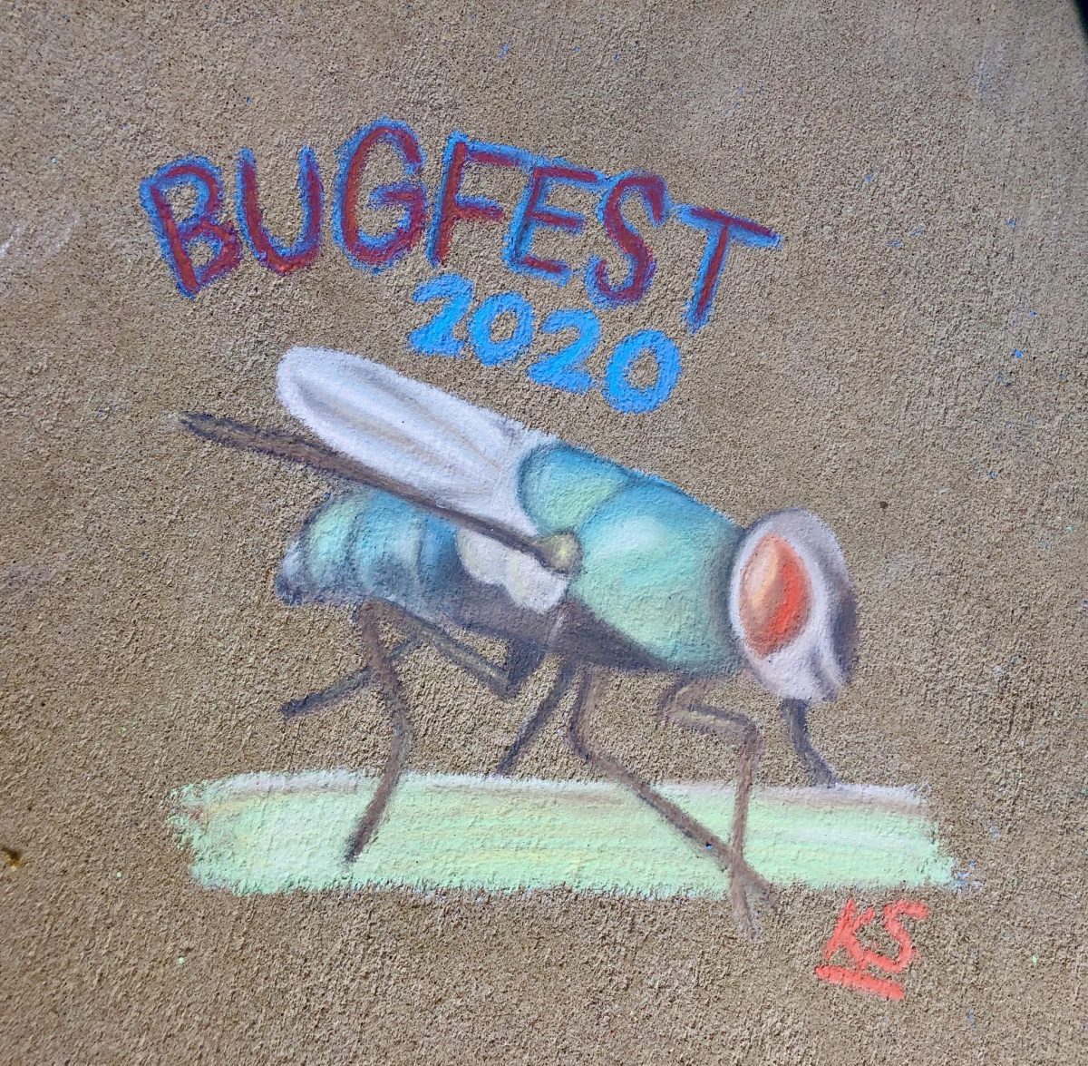 A detailed BugFest fly in chalk