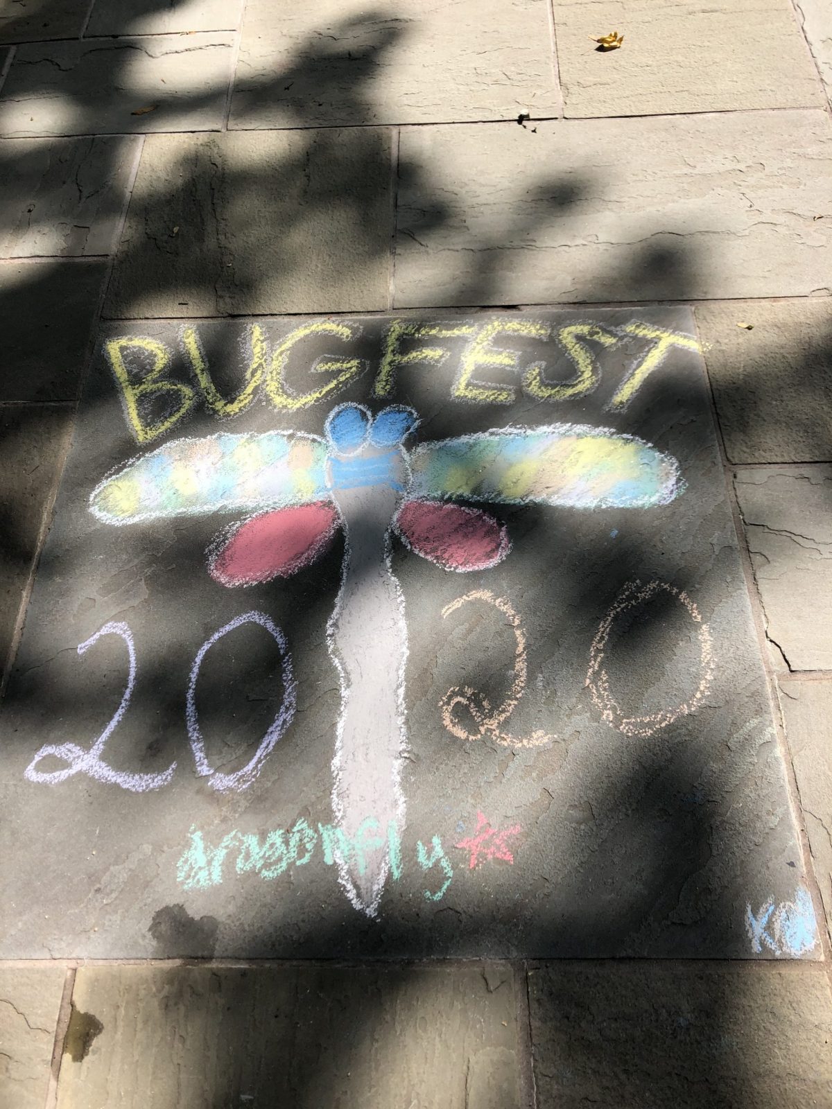 bugfest 2020 and a dragonfly