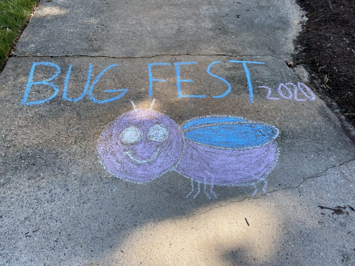 BugFest in Chalk with a Fat Bug