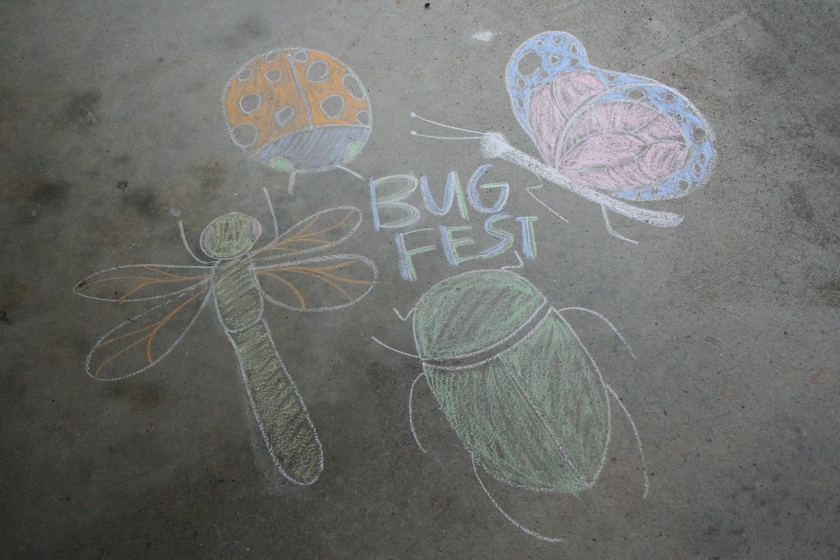 Chalk bugs
