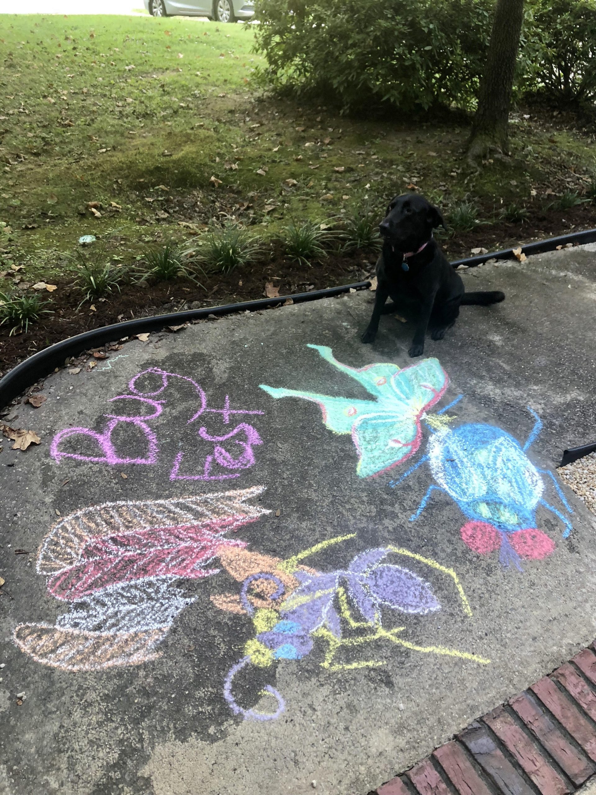 BugFest chalk art and Orchid the dog