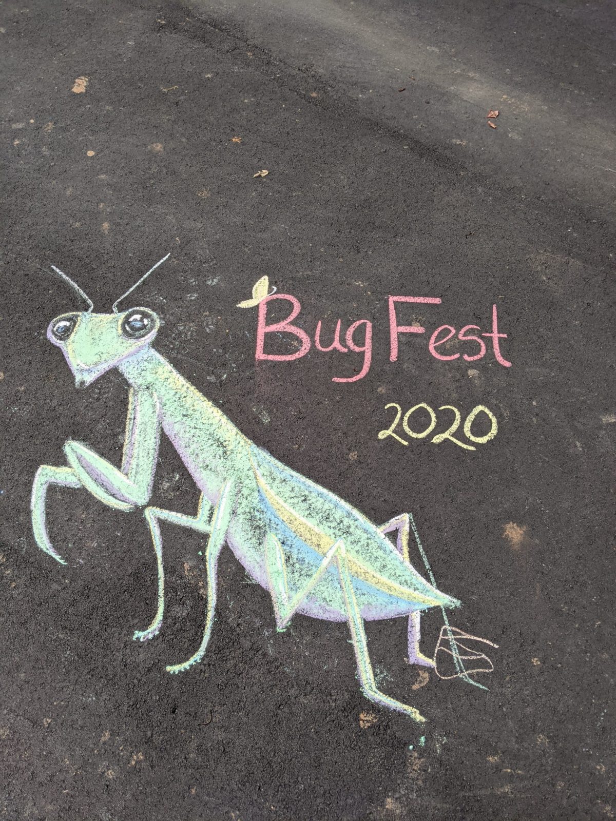 an excellent chalk praying mantis and bugfest 2020