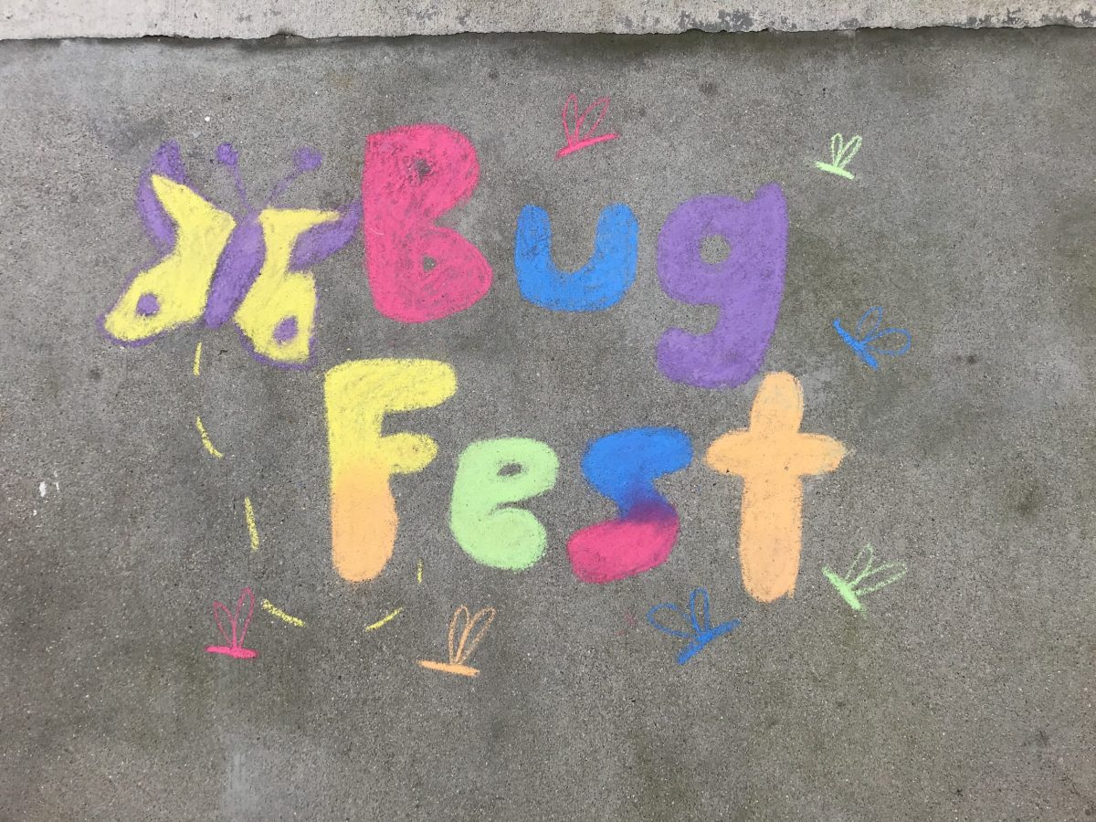 A colorful BugFest in chalk with a butterfly