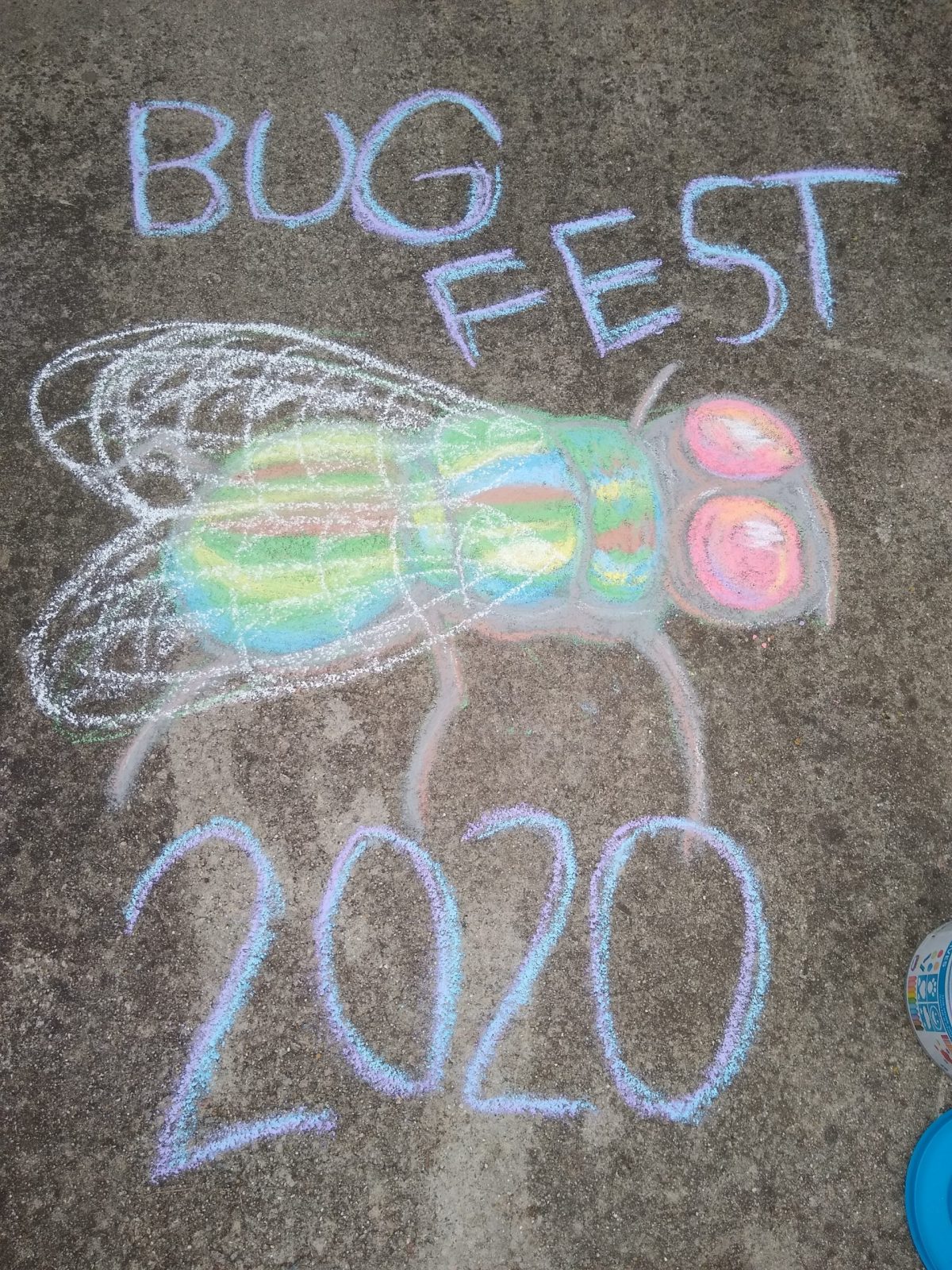 Bugfest and a colorful chalk fly