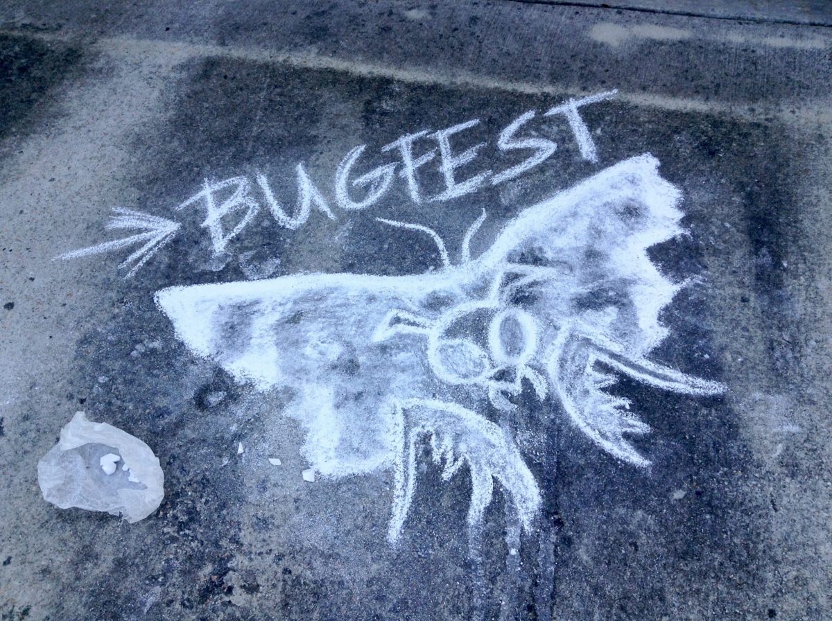 A BugFest moth