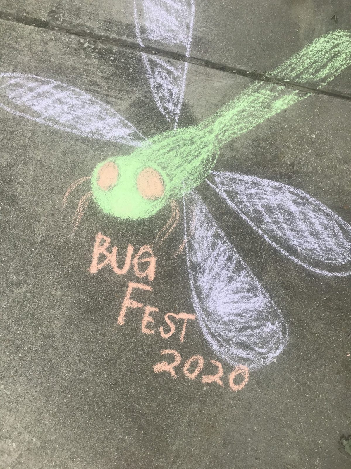 chalk bugfest 2020 and a green dragonfly