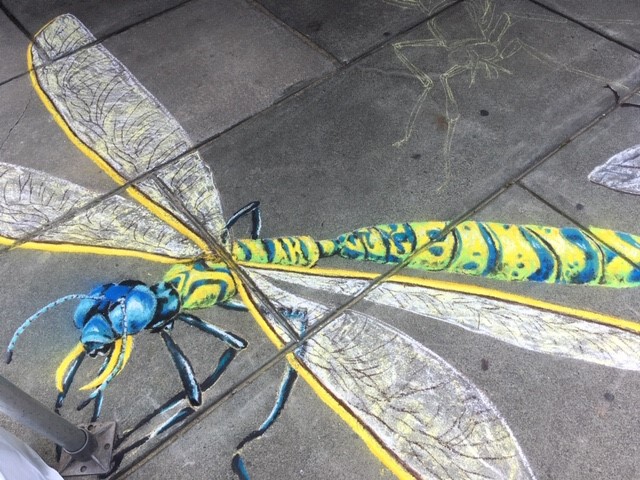 beautiful chalk dragonfly