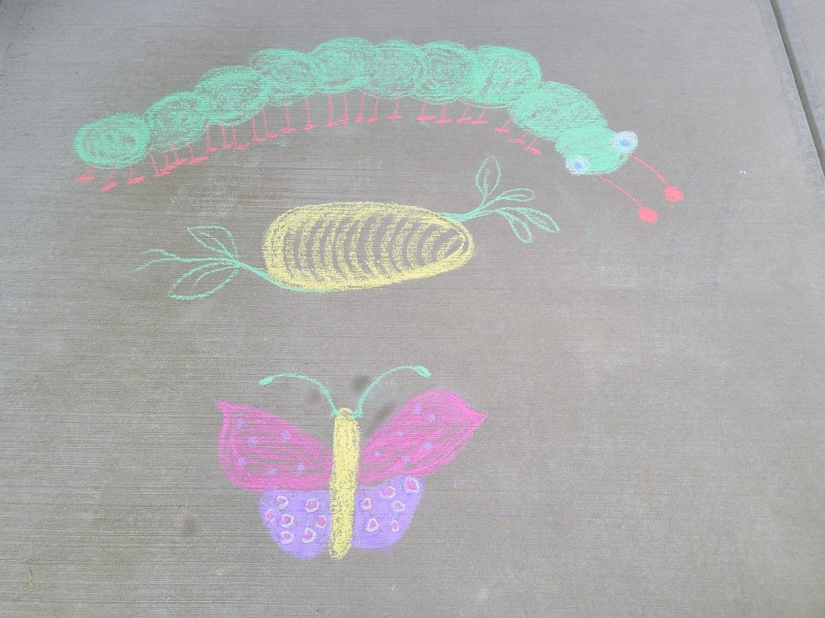 a chalk caterpillar metamorphing into a butterfly