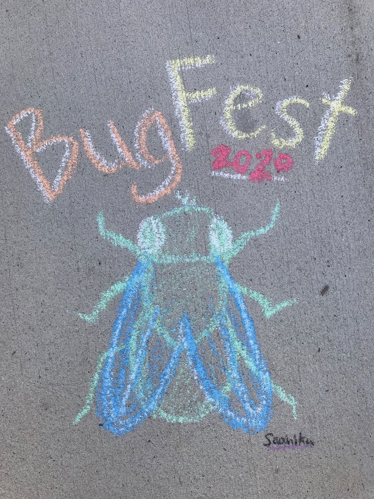A bugfest fly with blue wings