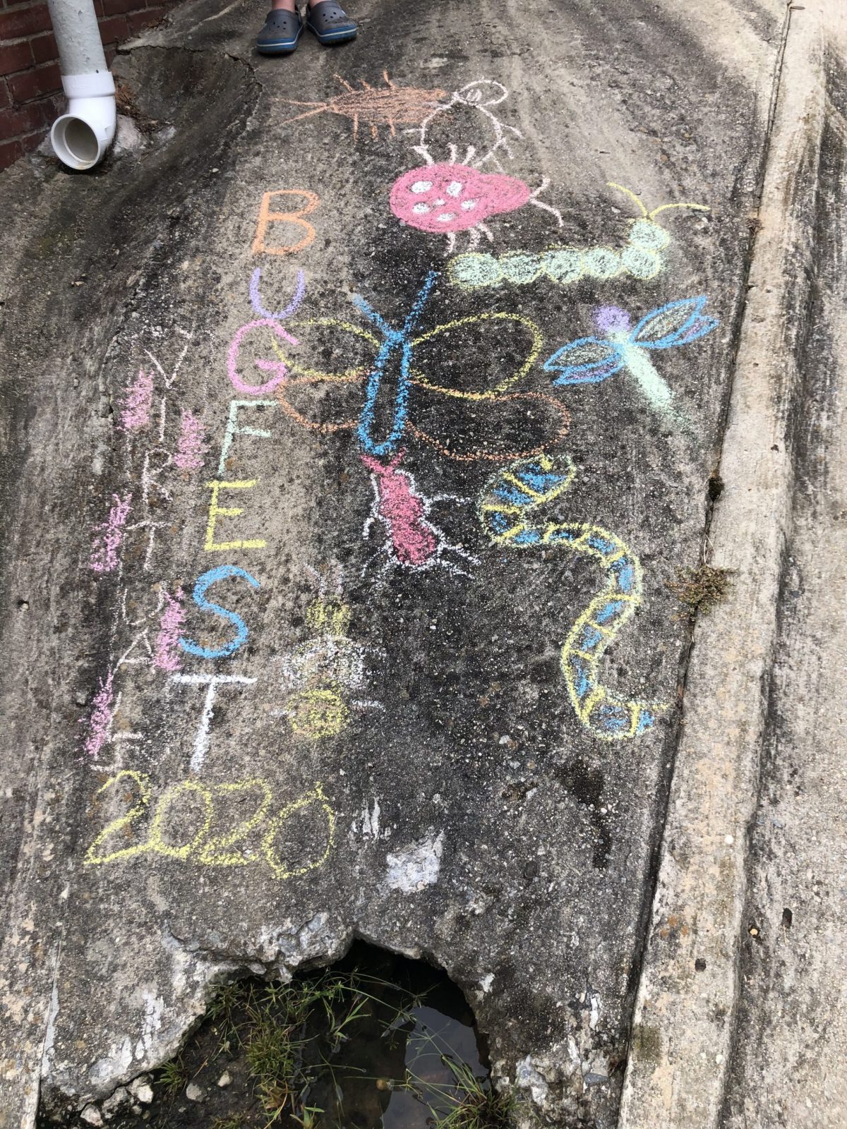 BugFest chalk and a drain pipe