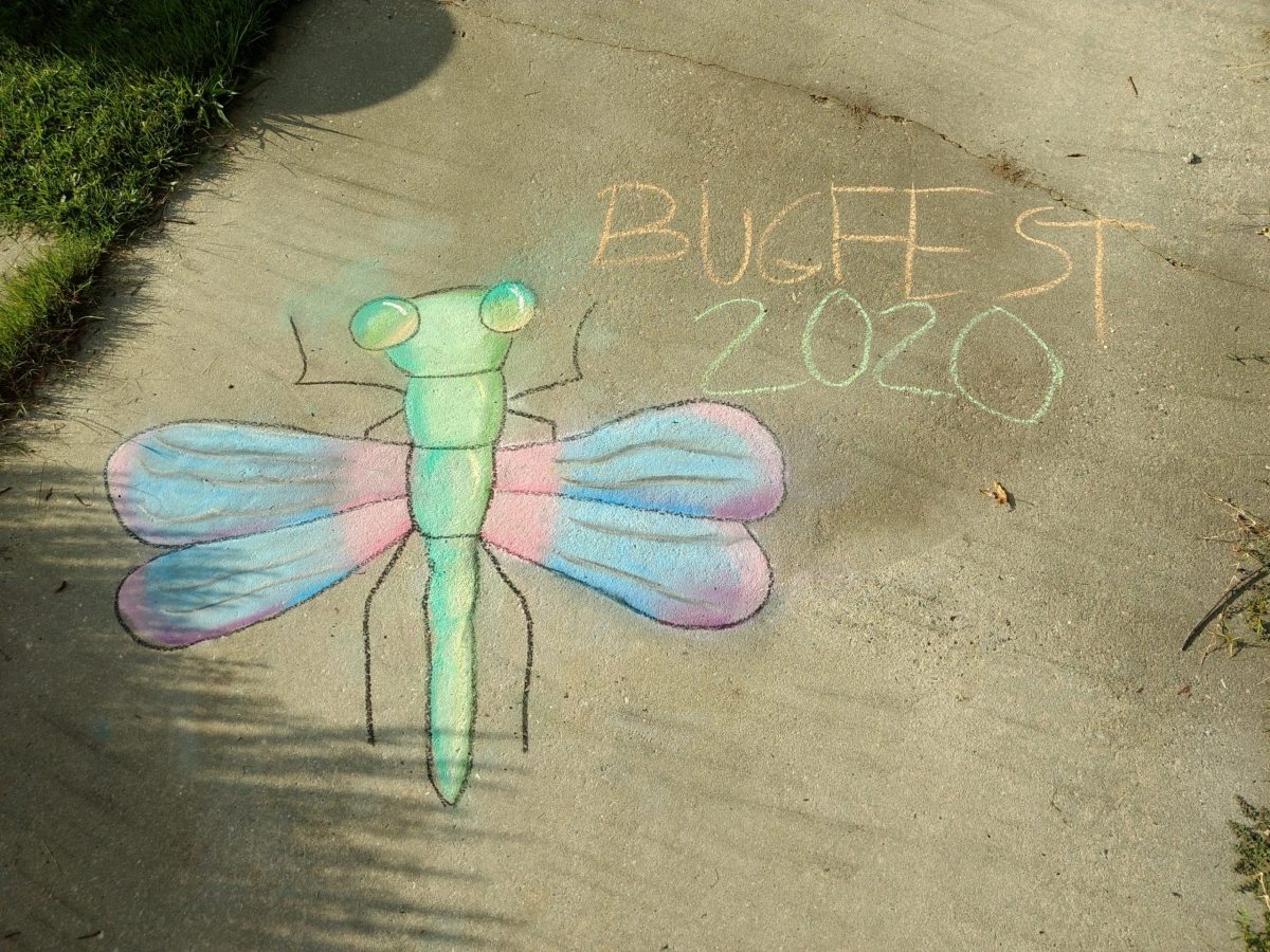 a beautiful pastel bugfest dragonfly