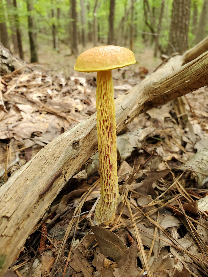 A tall, skinny mushroom emerges from the forest floor.