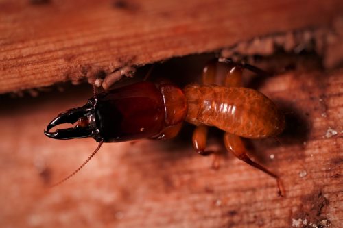A magnified photo of a termite