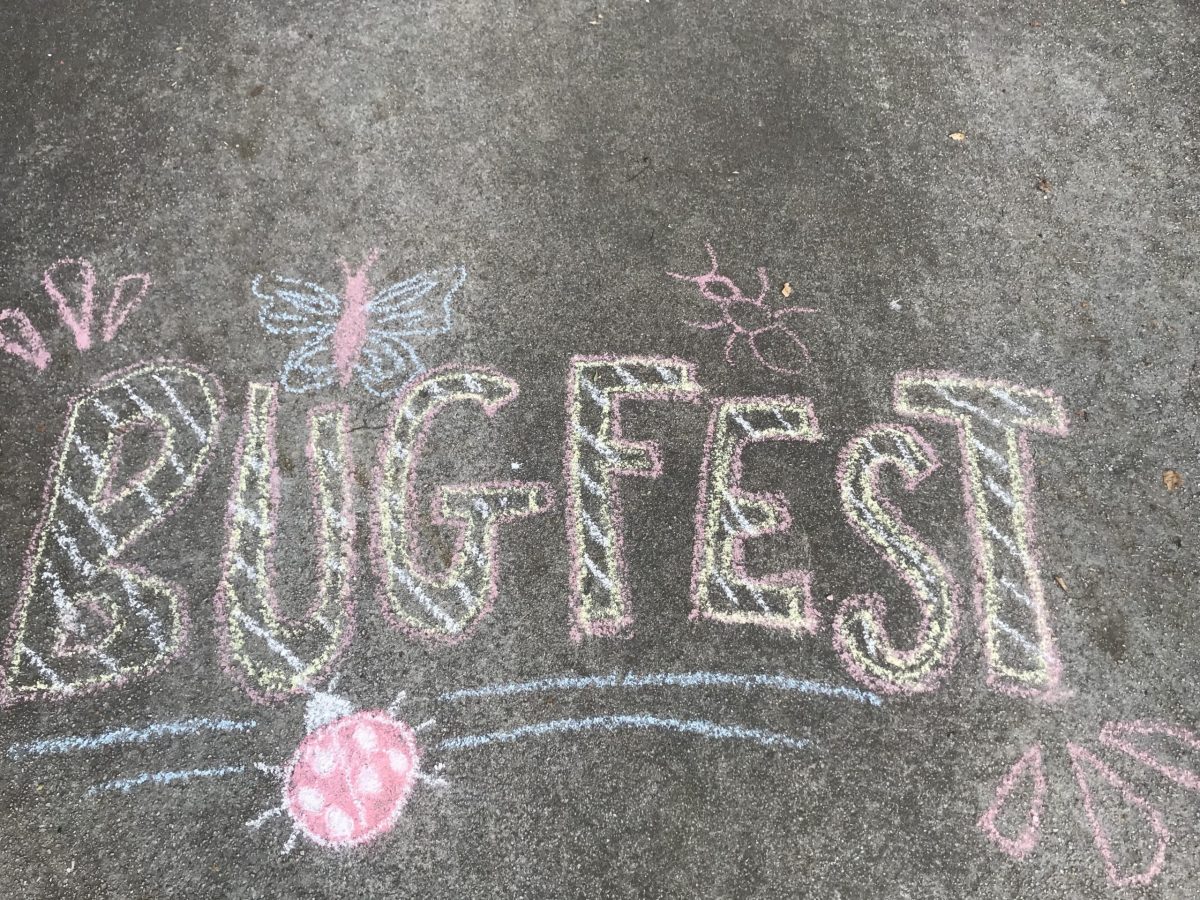 Chalk BugFest in pink stripey letters